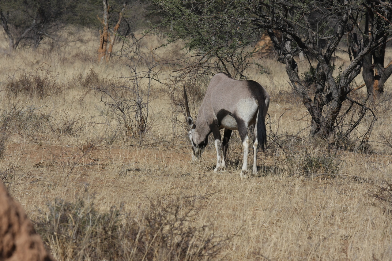 [2136] 2016_06_22_04_20_45_Africa_Canon_EOS_40D_IMG__07962.jpg
