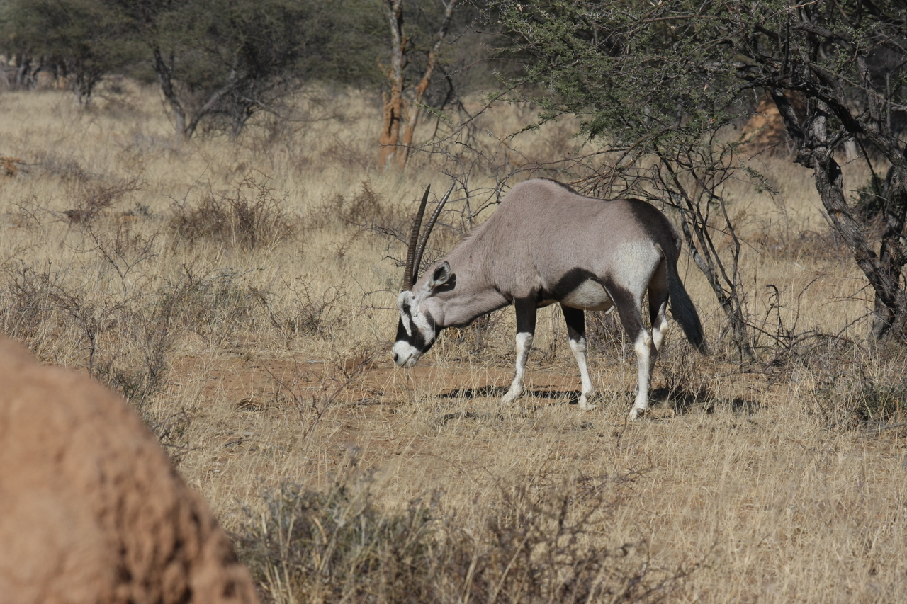 [2139] 2016_06_22_04_20_57_Africa_Canon_EOS_40D_IMG__07963.jpg