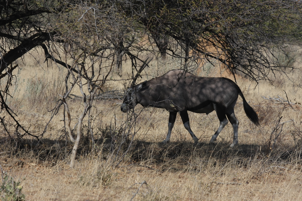 [2140] 2016_06_22_04_21_11_Africa_Canon_EOS_40D_IMG__00498.jpg
