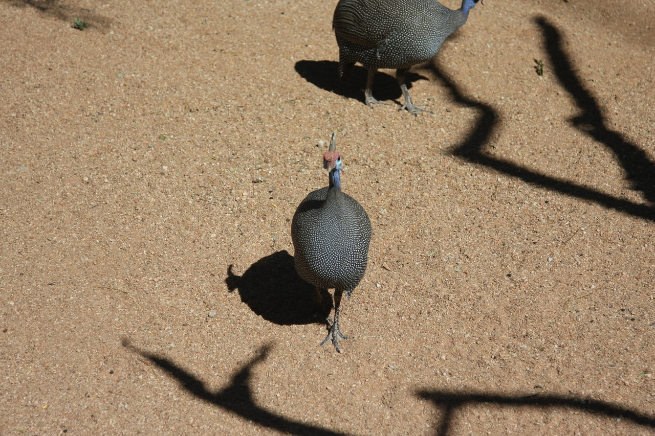 [2297] 2016_06_22_07_41_36_Africa_Canon_EOS_40D_IMG__00539.jpg