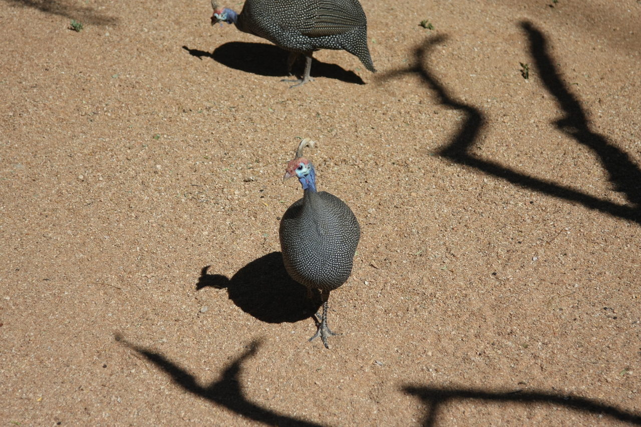 [2301] 2016_06_22_07_41_40_Africa_Canon_EOS_40D_IMG__07987.jpg