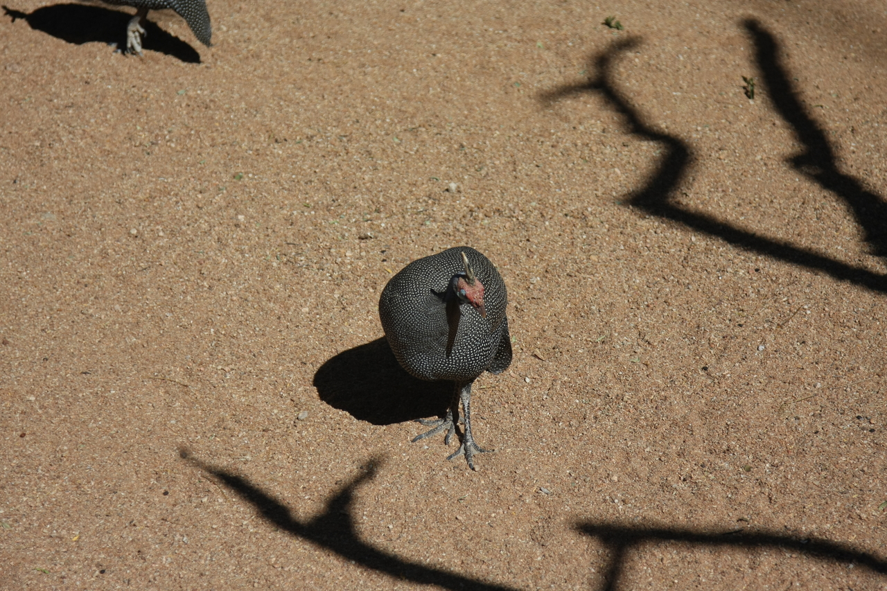 [2304] 2016_06_22_07_41_44_Africa_Canon_EOS_40D_IMG__00541.jpg