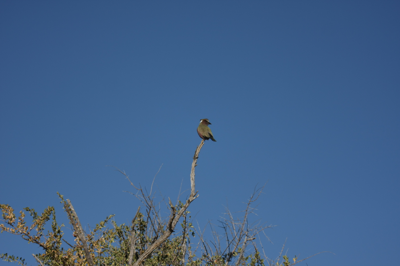 [2543] 2016_06_22_10_29_07_Africa_Canon_EOS_40D_IMG__07997.jpg