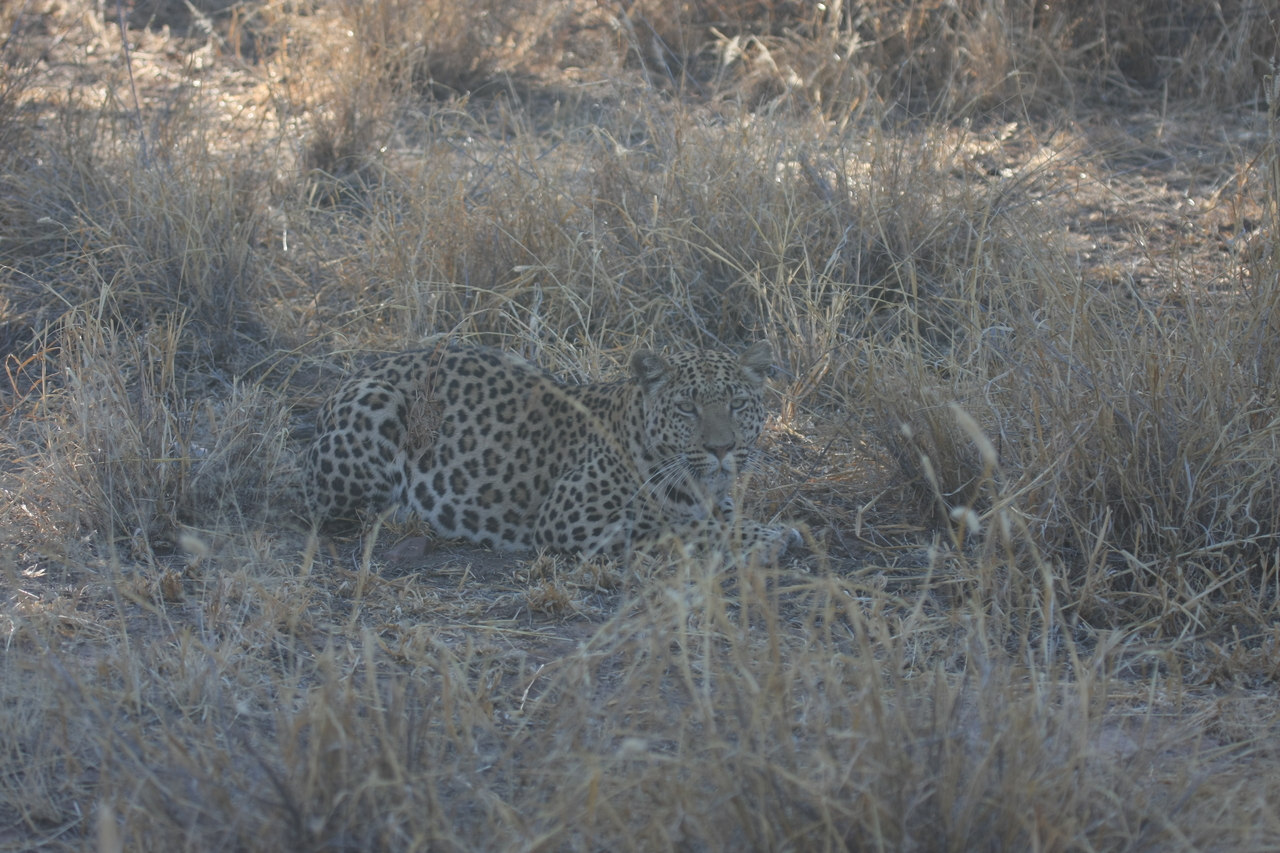 [2578] 2016_06_22_10_58_29_Africa_Canon_EOS_40D_IMG__00552.jpg