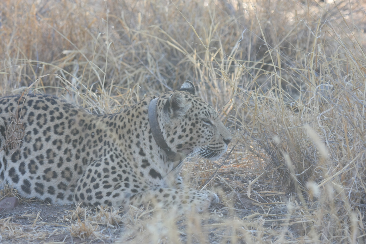 [2585] 2016_06_22_10_58_48_Africa_Canon_EOS_40D_IMG__00535.jpg