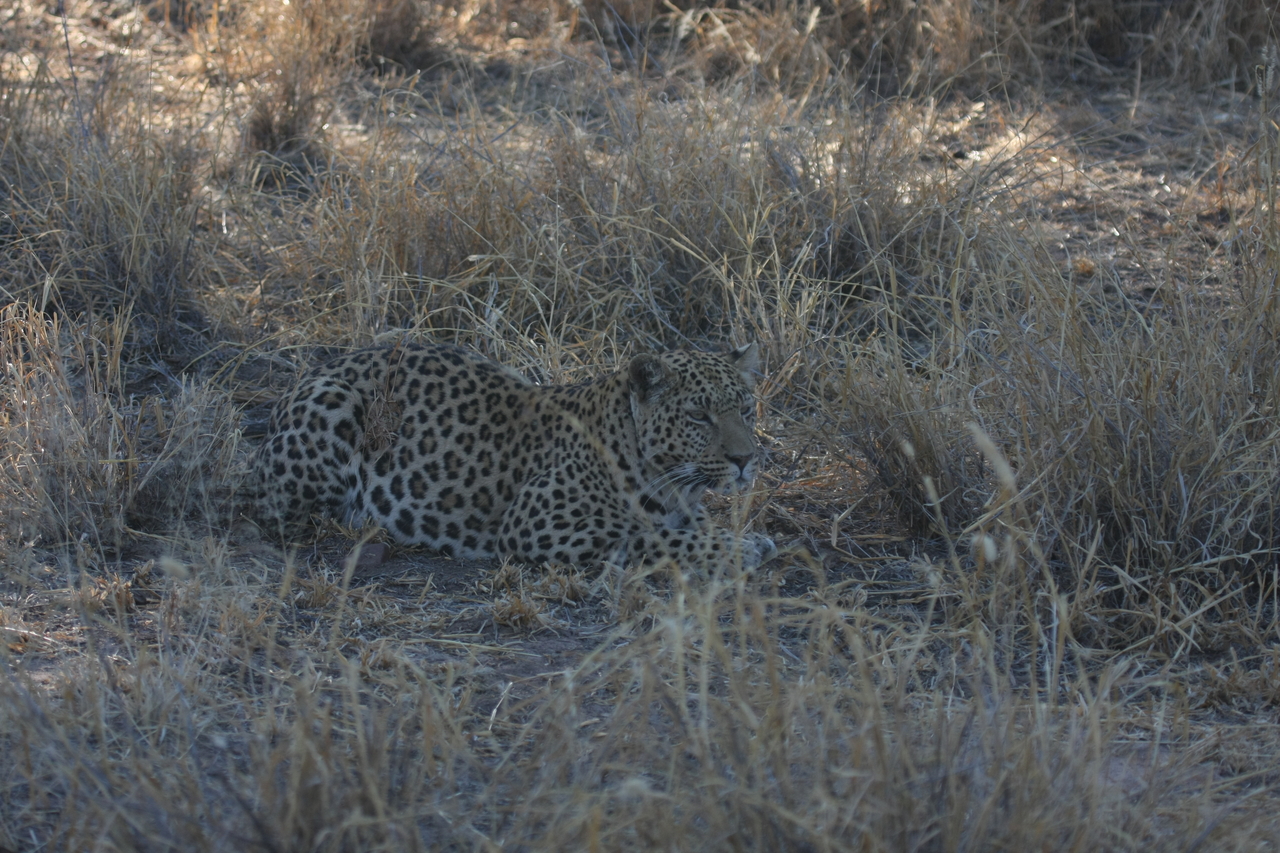 [2599] 2016_06_22_10_59_32_Africa_Canon_EOS_40D_IMG__00556.jpg