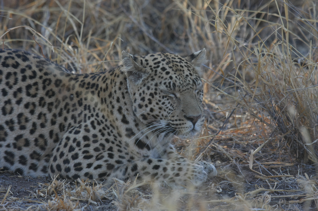 [2604] 2016_06_22_10_59_40_Africa_Canon_EOS_40D_IMG__00540.jpg