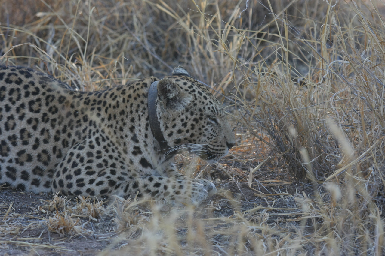 [2618] 2016_06_22_11_00_03_Africa_Canon_EOS_40D_IMG__00562.jpg