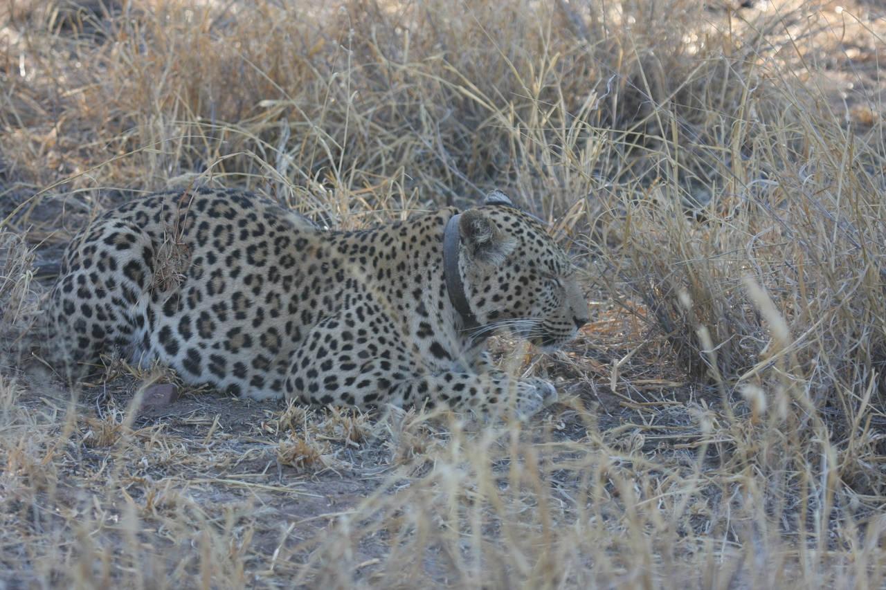 [2622] 2016_06_22_11_00_09_Africa_Canon_EOS_40D_IMG__00563.jpg