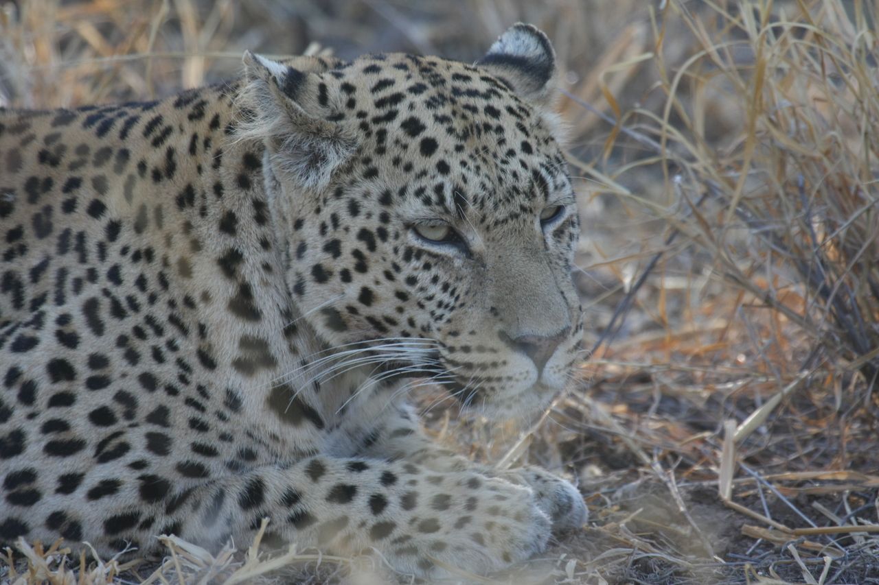 [2639] 2016_06_22_11_00_37_Africa_Canon_EOS_40D_IMG__00569.jpg