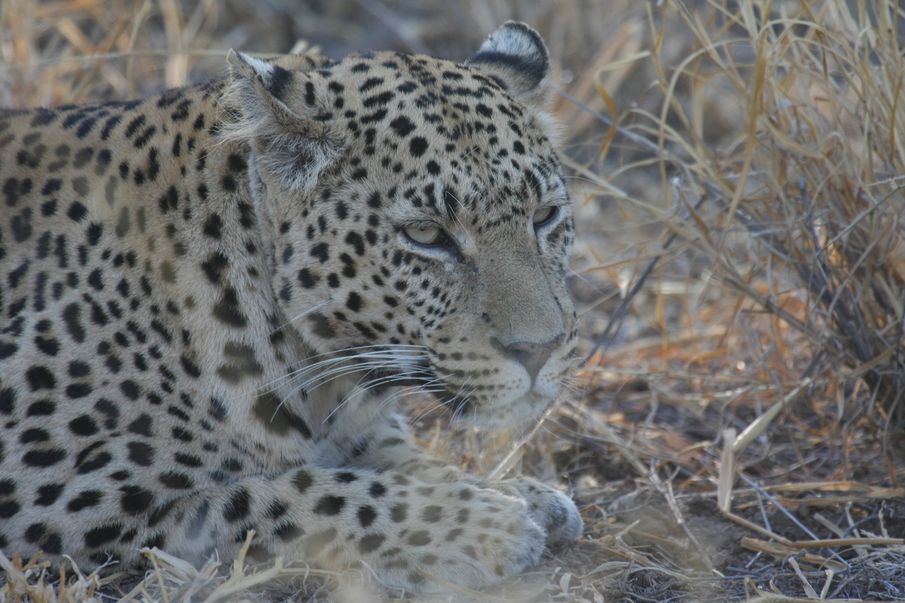 [2642] 2016_06_22_11_00_38_Africa_Canon_EOS_40D_IMG__00570.jpg