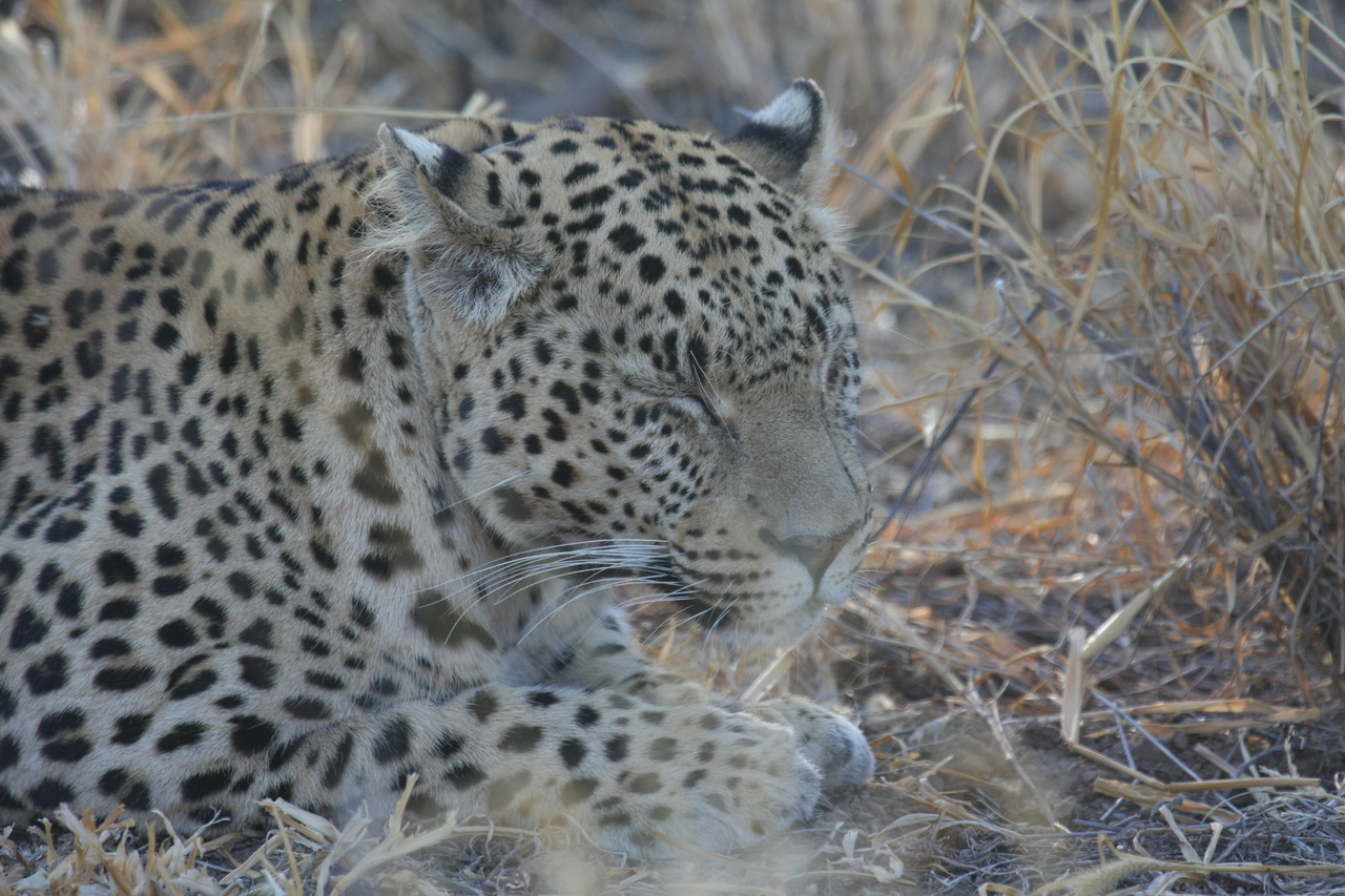 [2653] 2016_06_22_11_01_01_Africa_Canon_EOS_40D_IMG__00555.jpg