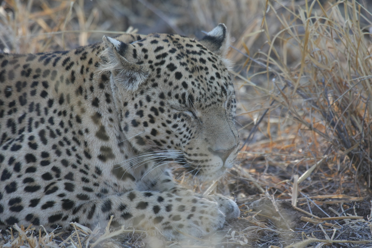 [2658] 2016_06_22_11_01_01_Africa_Canon_EOS_40D_IMG__00576.jpg