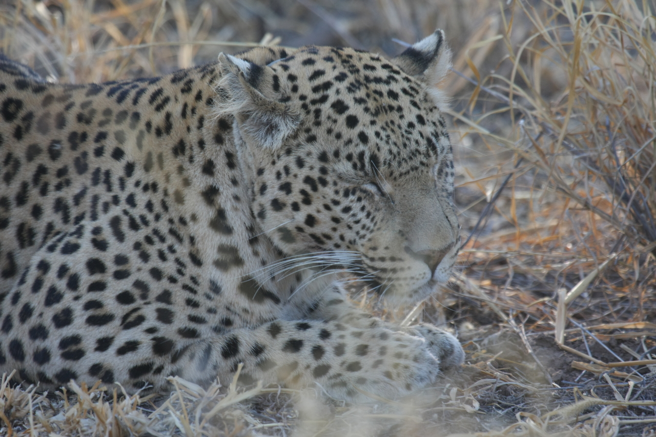 [2664] 2016_06_22_11_01_14_Africa_Canon_EOS_40D_IMG__08024.jpg