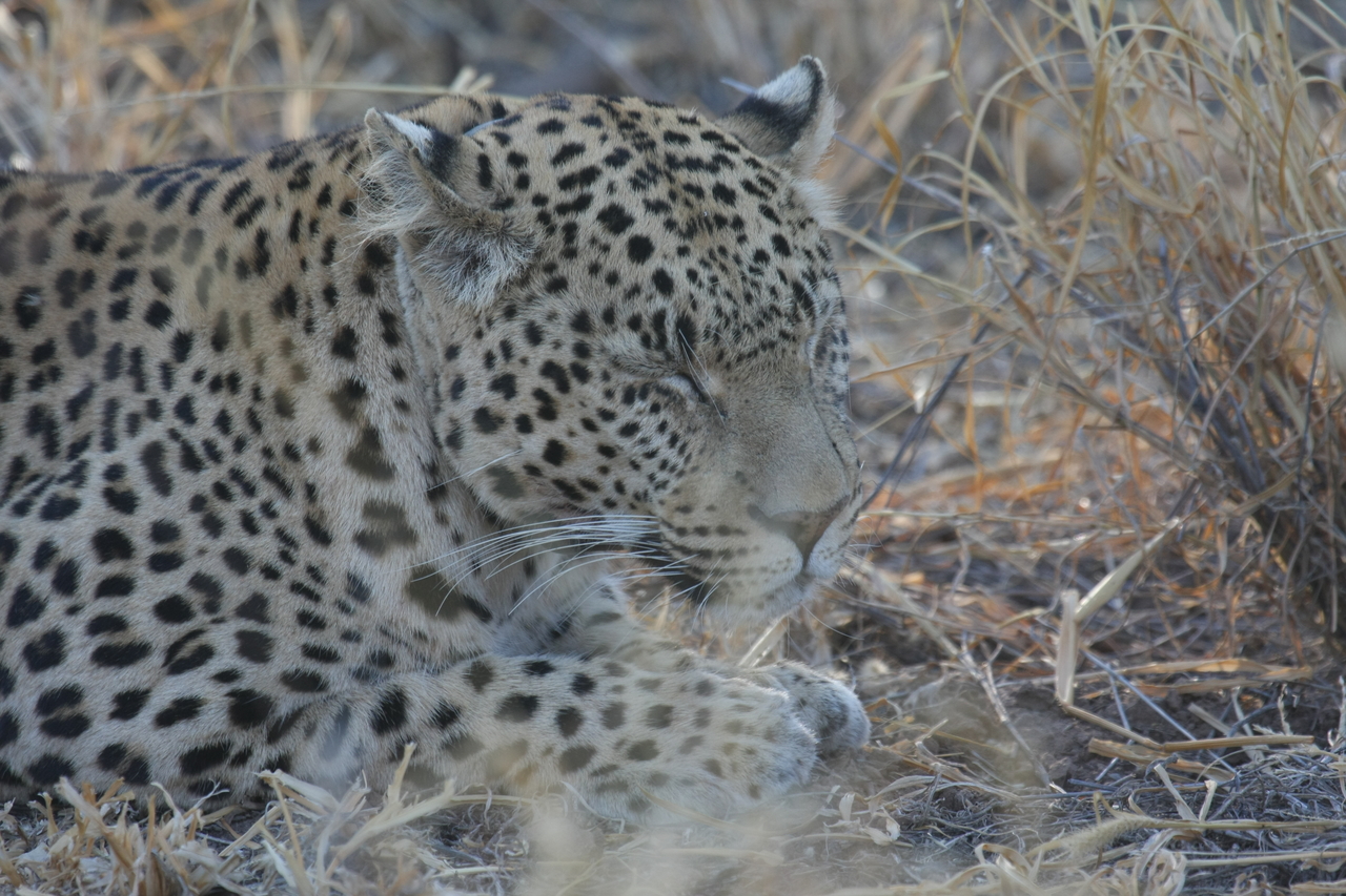 [2667] 2016_06_22_11_01_16_Africa_Canon_EOS_40D_IMG__08025.jpg