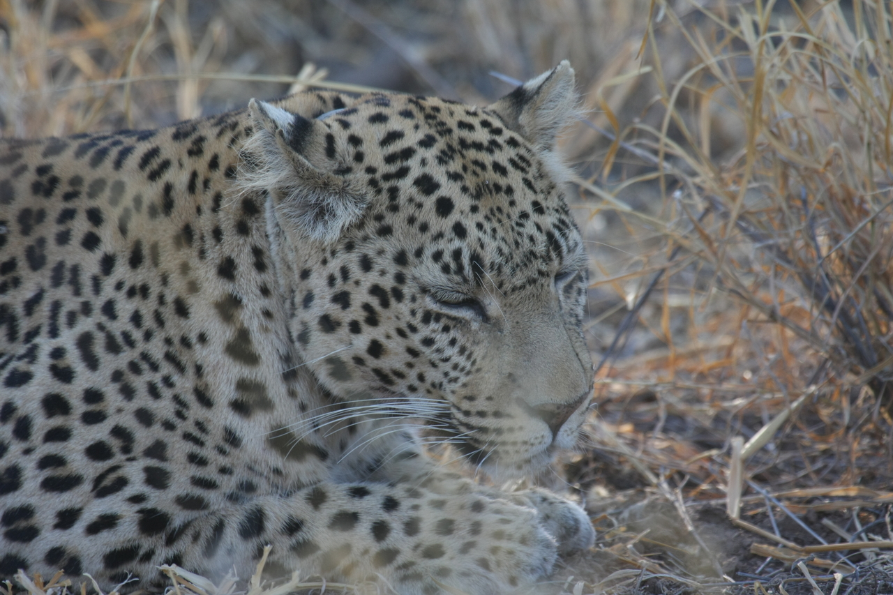 [2680] 2016_06_22_11_01_47_Africa_Canon_EOS_40D_IMG__00564.jpg