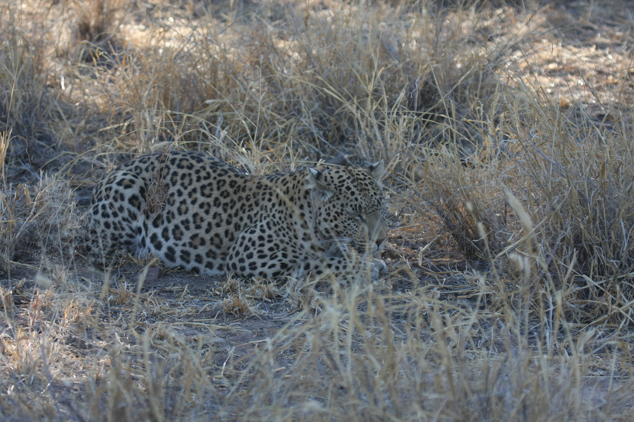 [2690] 2016_06_22_11_01_58_Africa_Canon_EOS_40D_IMG__08032.jpg