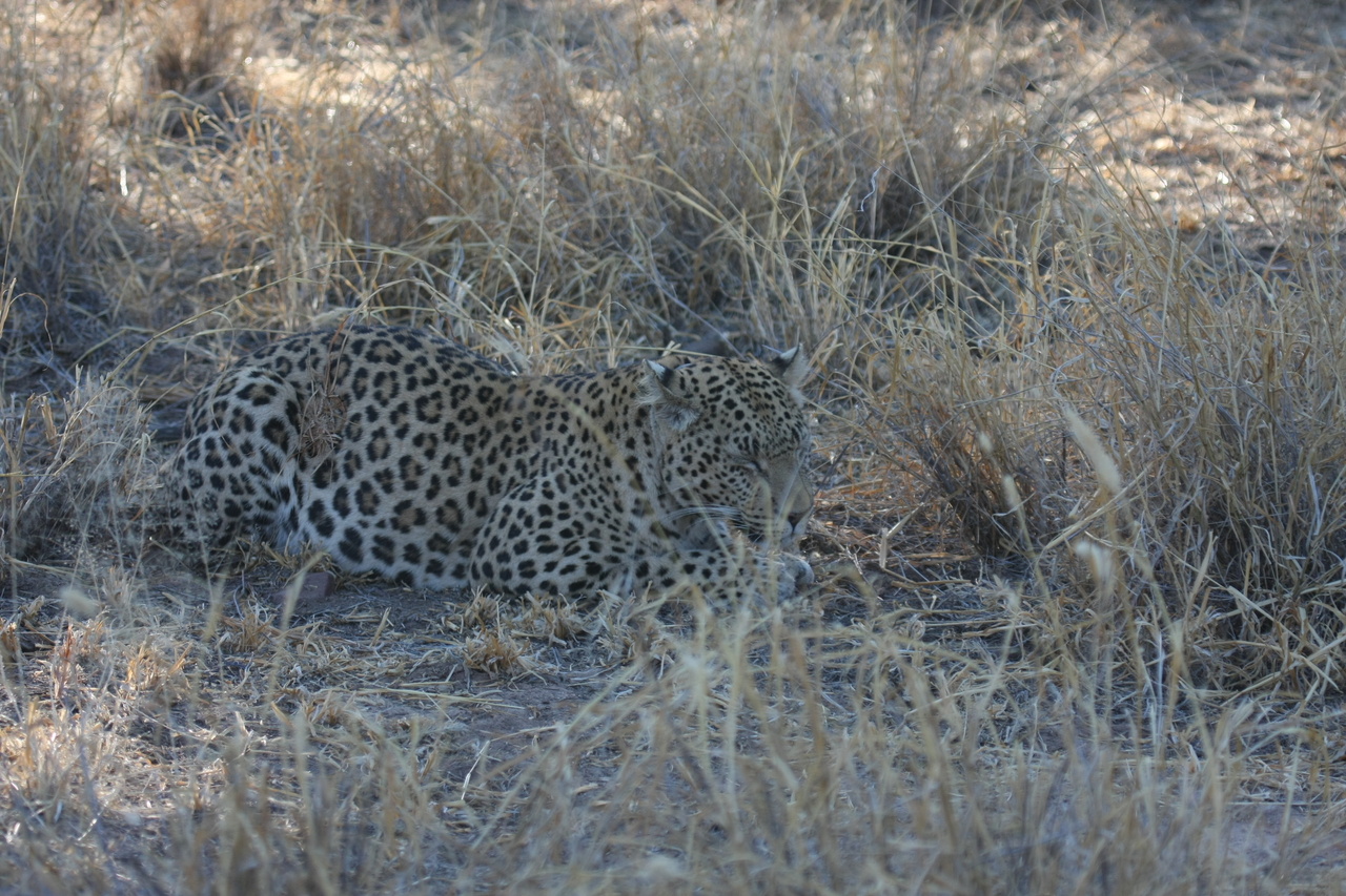 [2694] 2016_06_22_11_02_02_Africa_Canon_EOS_40D_IMG__00587.jpg