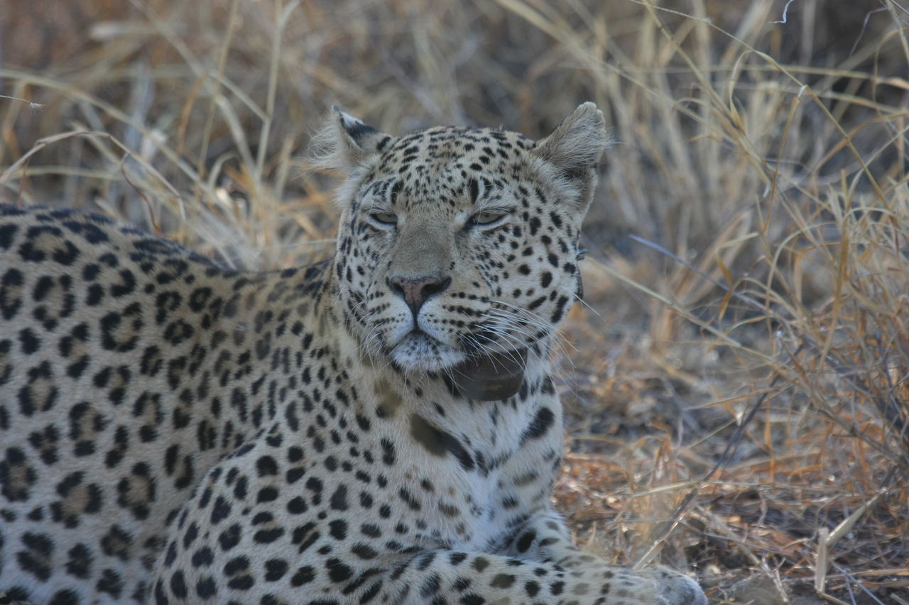 [2703] 2016_06_22_11_02_08_Africa_Canon_EOS_40D_IMG__00591.jpg