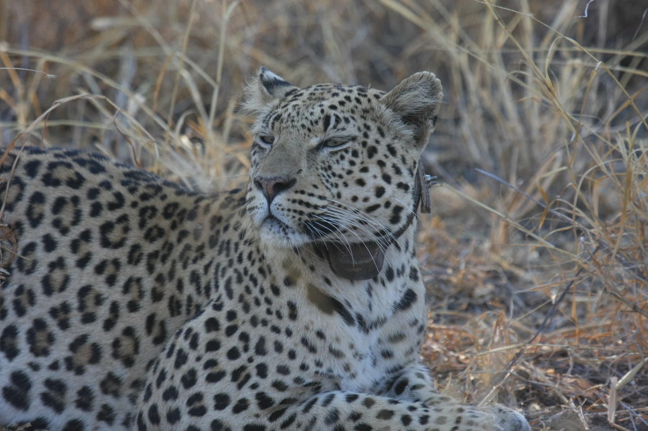 [2704] 2016_06_22_11_02_08_Africa_Canon_EOS_40D_IMG__08036.jpg