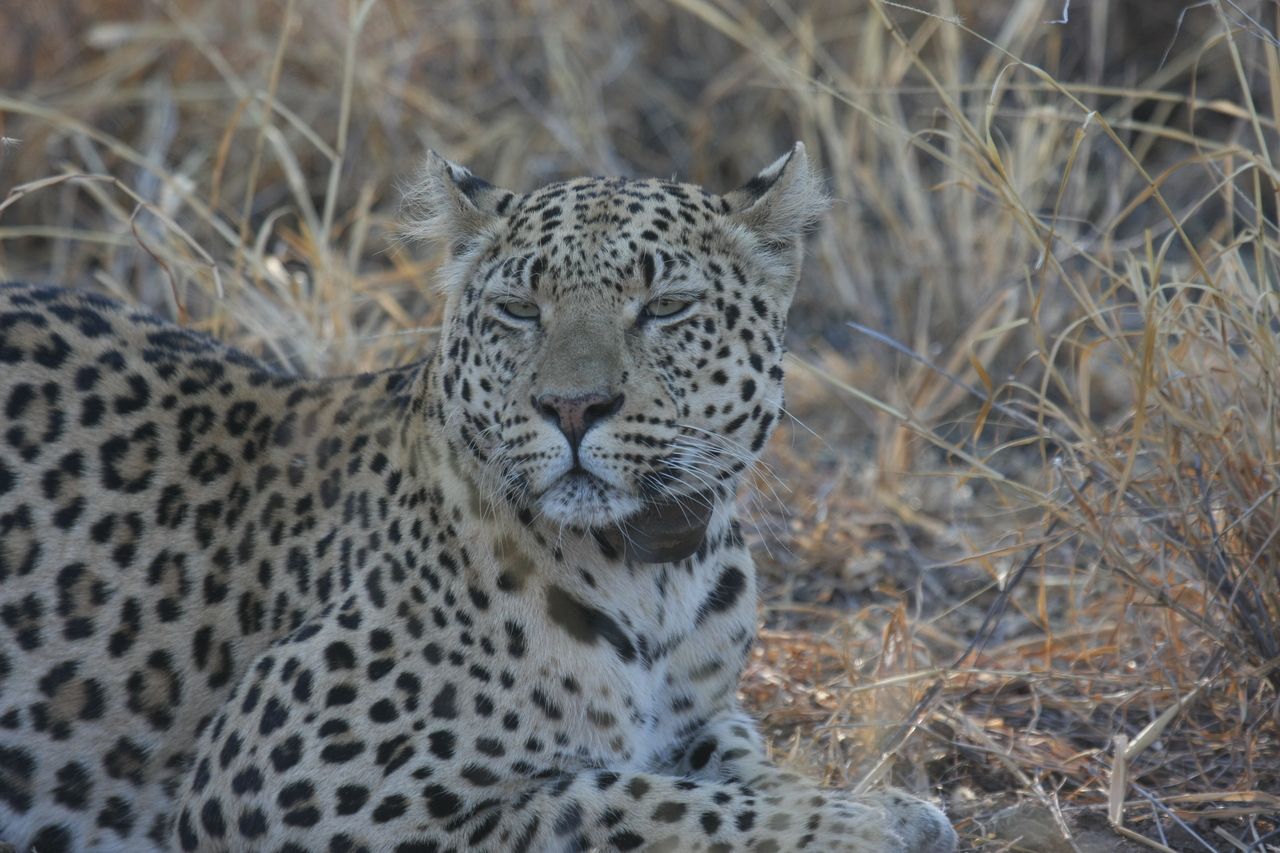 [2708] 2016_06_22_11_02_09_Africa_Canon_EOS_40D_IMG__00574.jpg