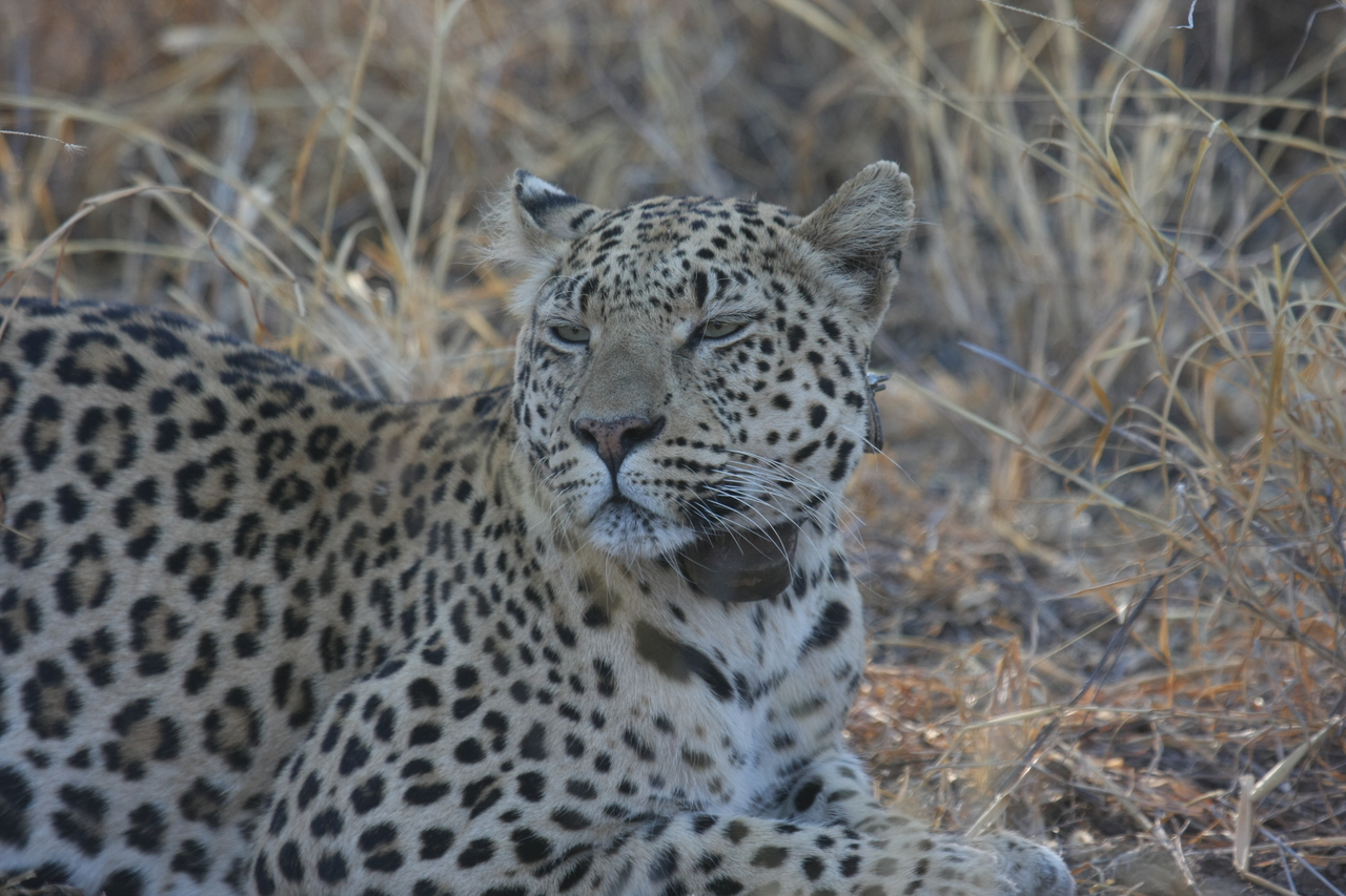 [2717] 2016_06_22_11_02_12_Africa_Canon_EOS_40D_IMG__00595.jpg