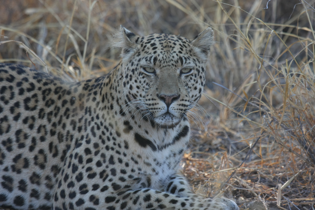 [2731] 2016_06_22_11_02_17_Africa_Canon_EOS_40D_IMG__00581.jpg