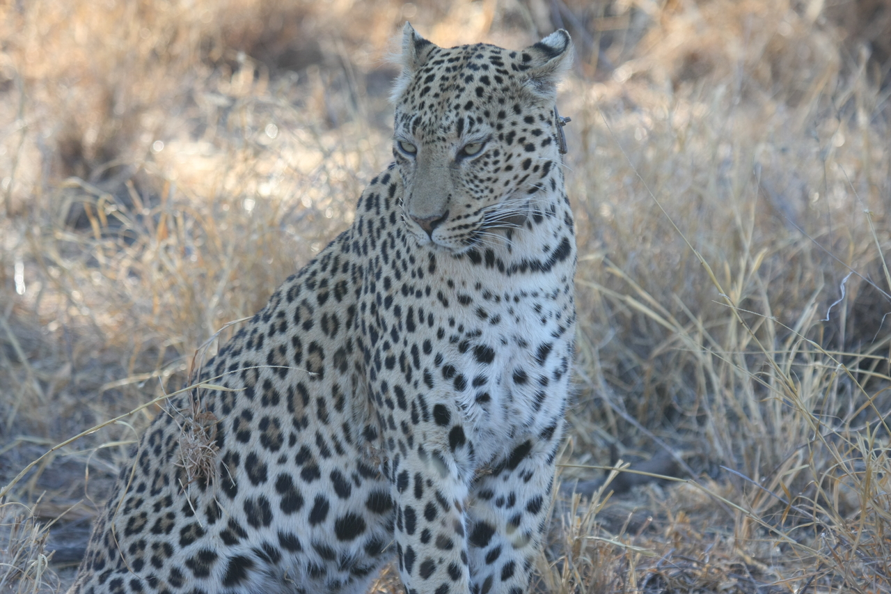 [2734] 2016_06_22_11_02_21_Africa_Canon_EOS_40D_IMG__00582.jpg