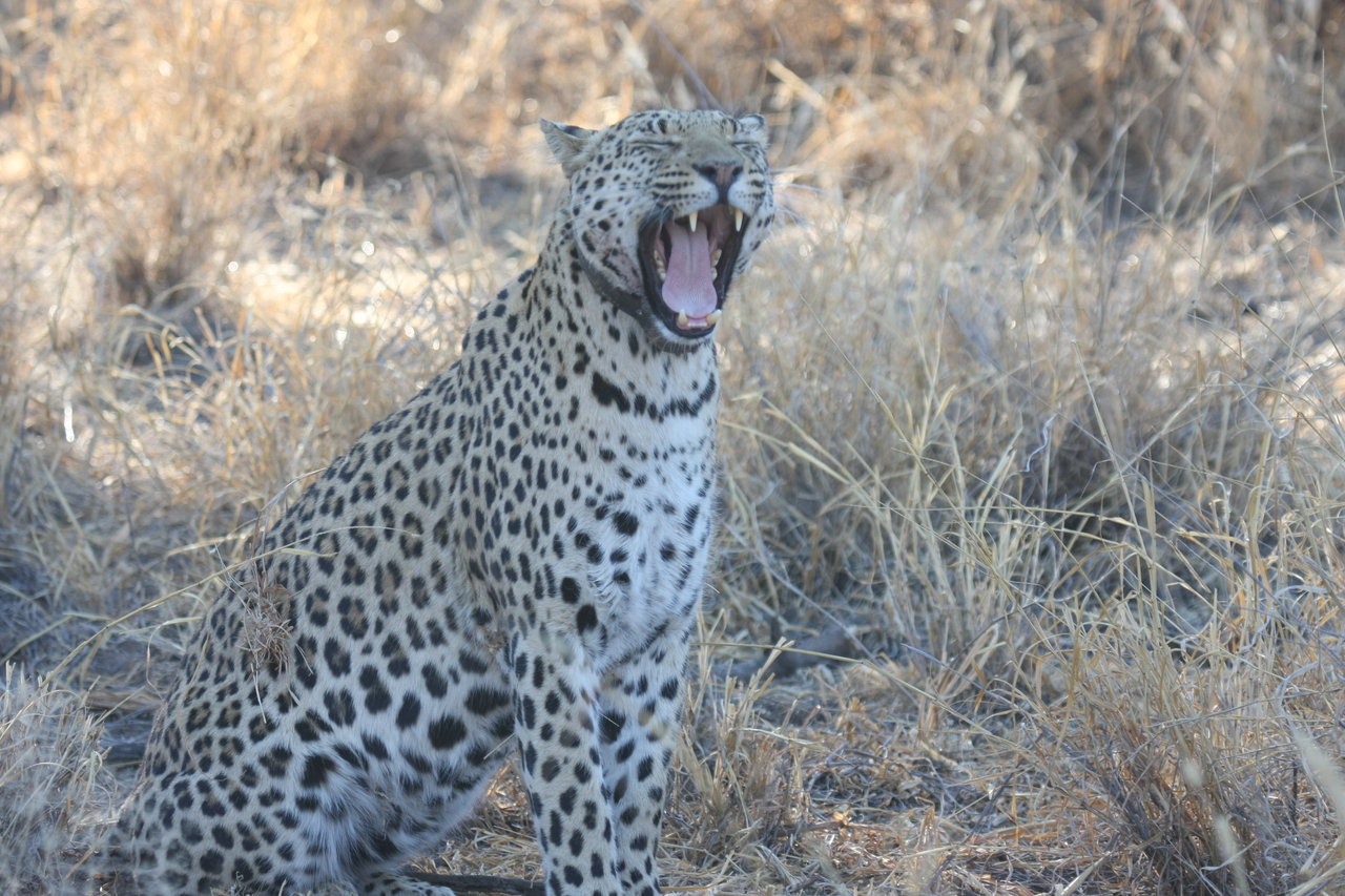 [2751] 2016_06_22_11_02_24_Africa_Canon_EOS_40D_IMG__08053.jpg