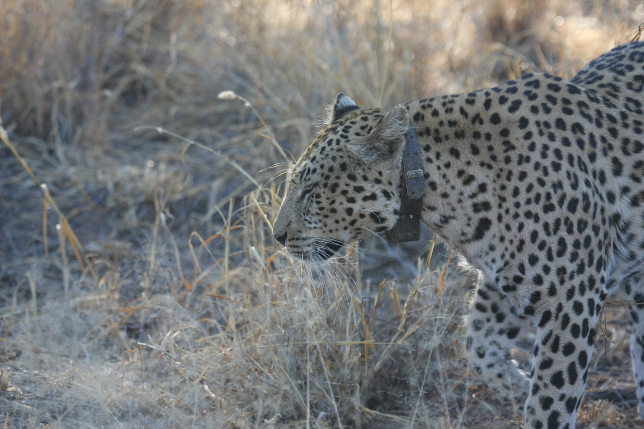 [2772] 2016_06_22_11_02_43_Africa_Canon_EOS_40D_IMG__00594.jpg