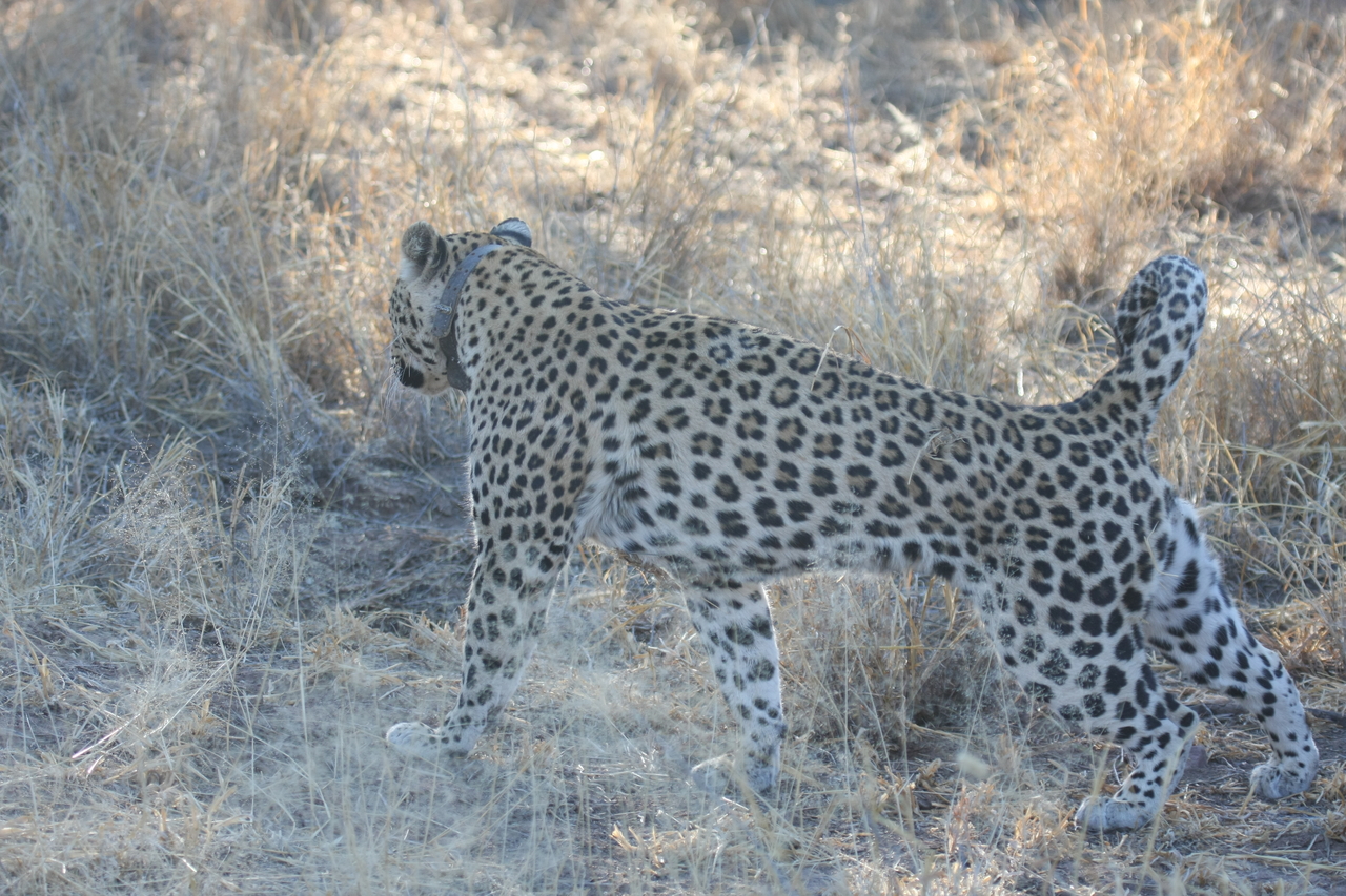 [2779] 2016_06_22_11_02_45_Africa_Canon_EOS_40D_IMG__00597.jpg