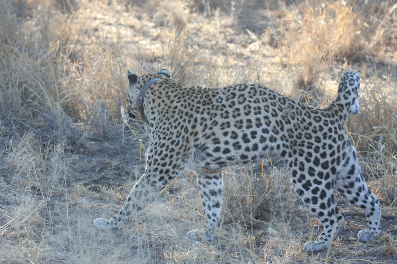 [2783] 2016_06_22_11_02_45_Africa_Canon_EOS_40D_IMG__08061.jpg