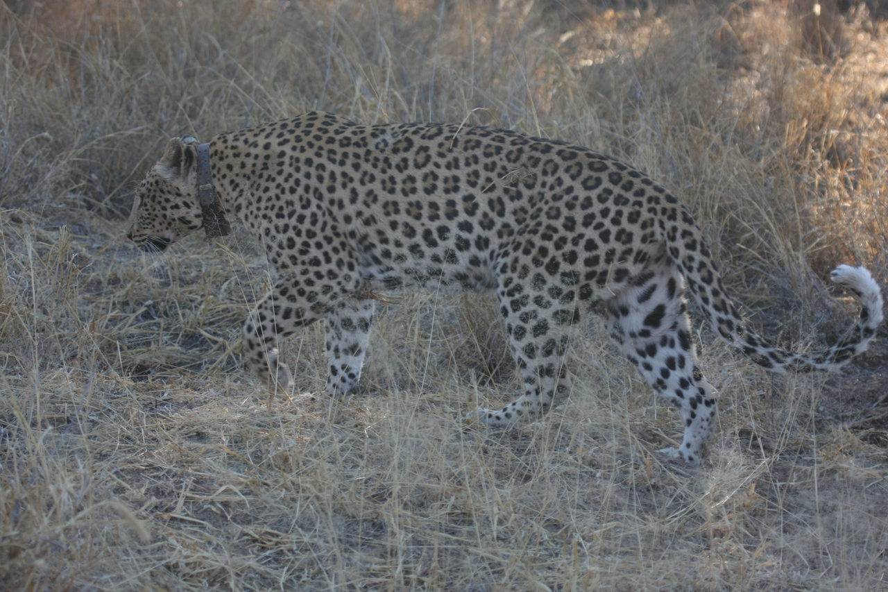 [2788] 2016_06_22_11_02_48_Africa_Canon_EOS_40D_IMG__00617.jpg