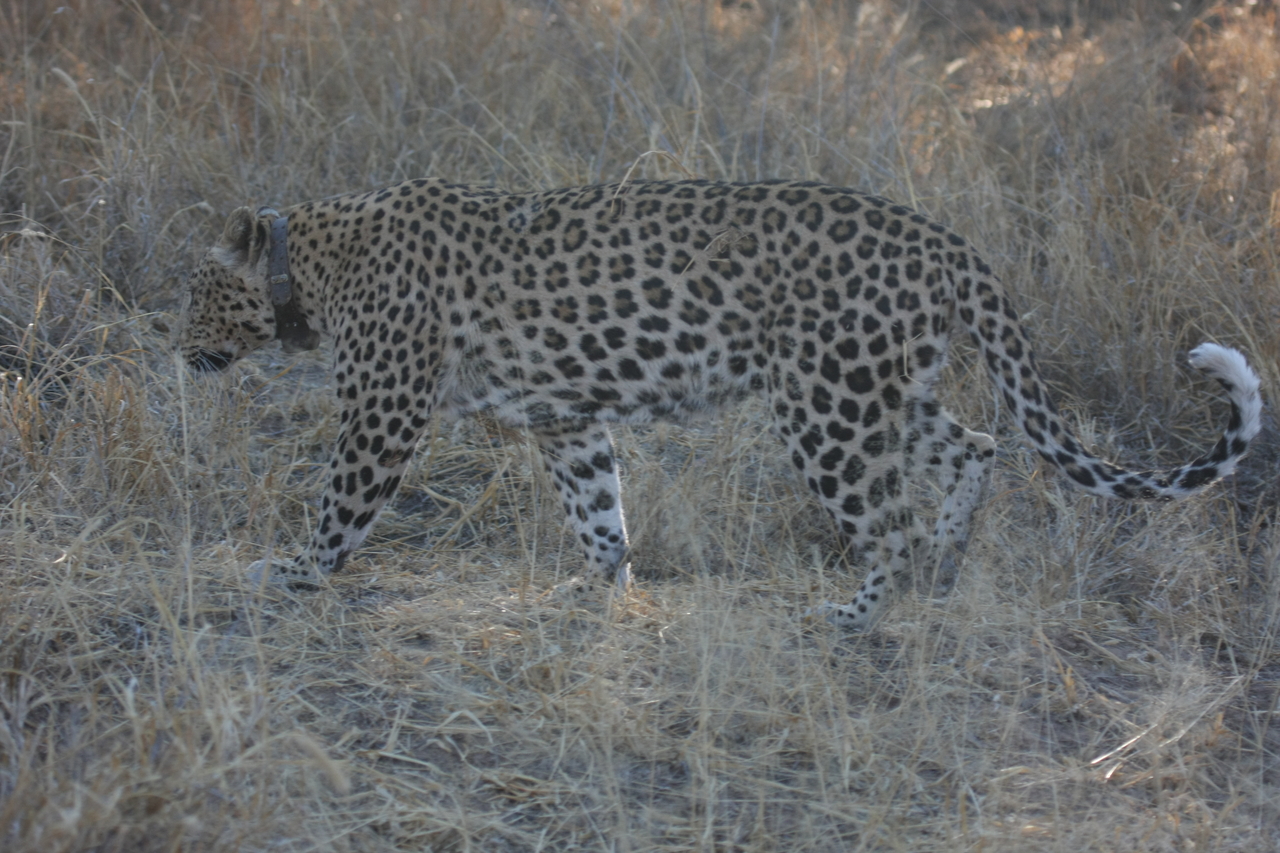 [2789] 2016_06_22_11_02_48_Africa_Canon_EOS_40D_IMG__00618.jpg