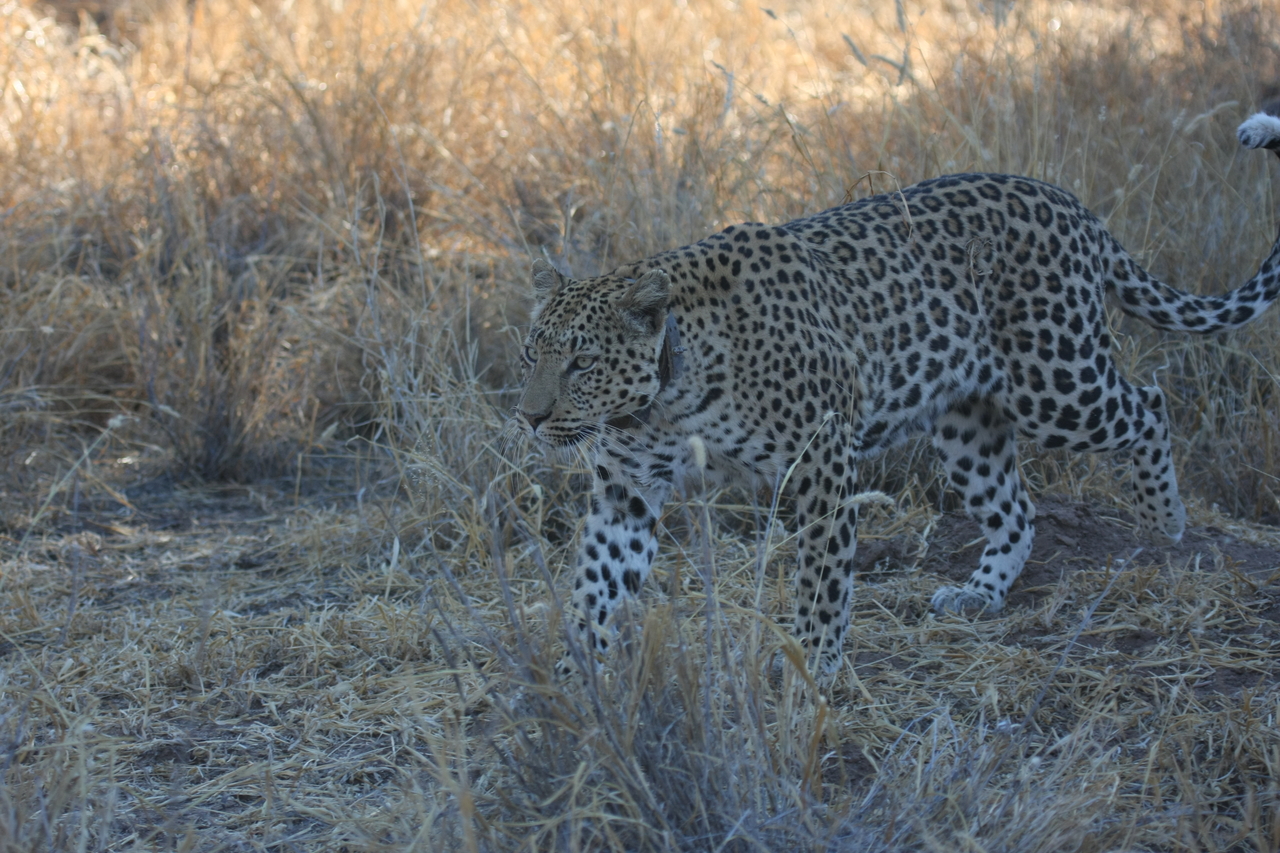 [2797] 2016_06_22_11_02_54_Africa_Canon_EOS_40D_IMG__00619.jpg