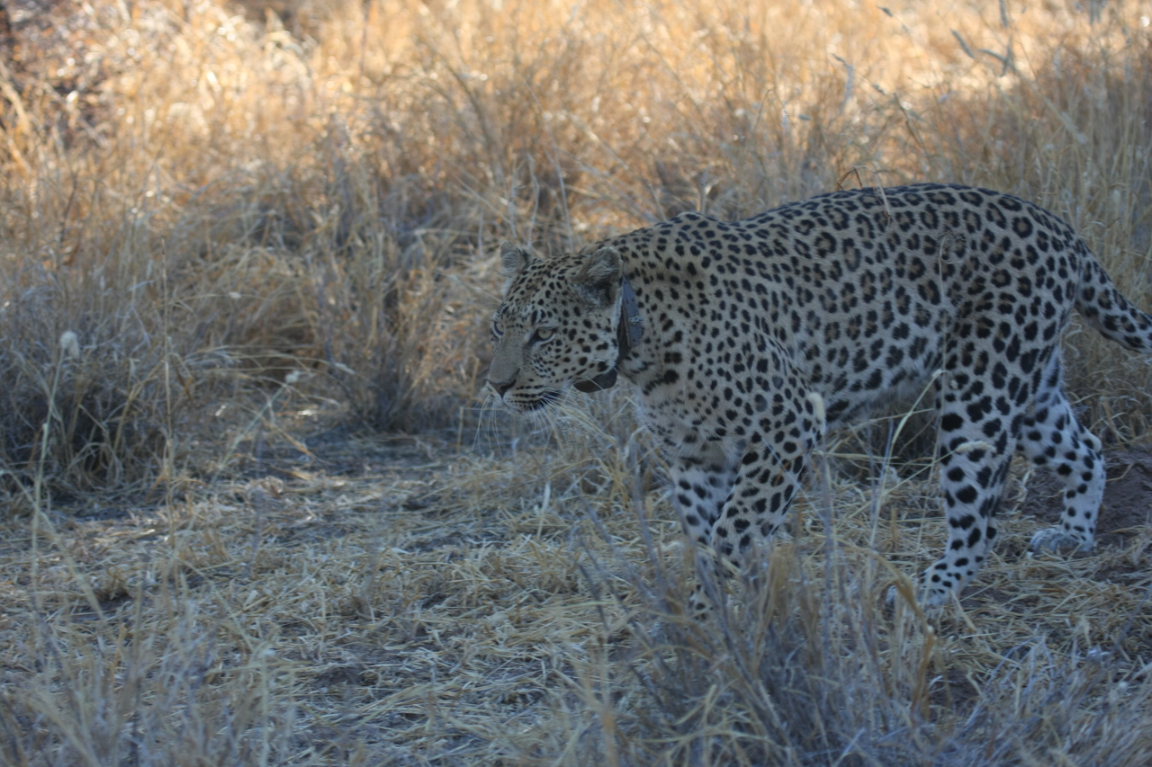 [2801] 2016_06_22_11_02_54_Africa_Canon_EOS_40D_IMG__08067.jpg