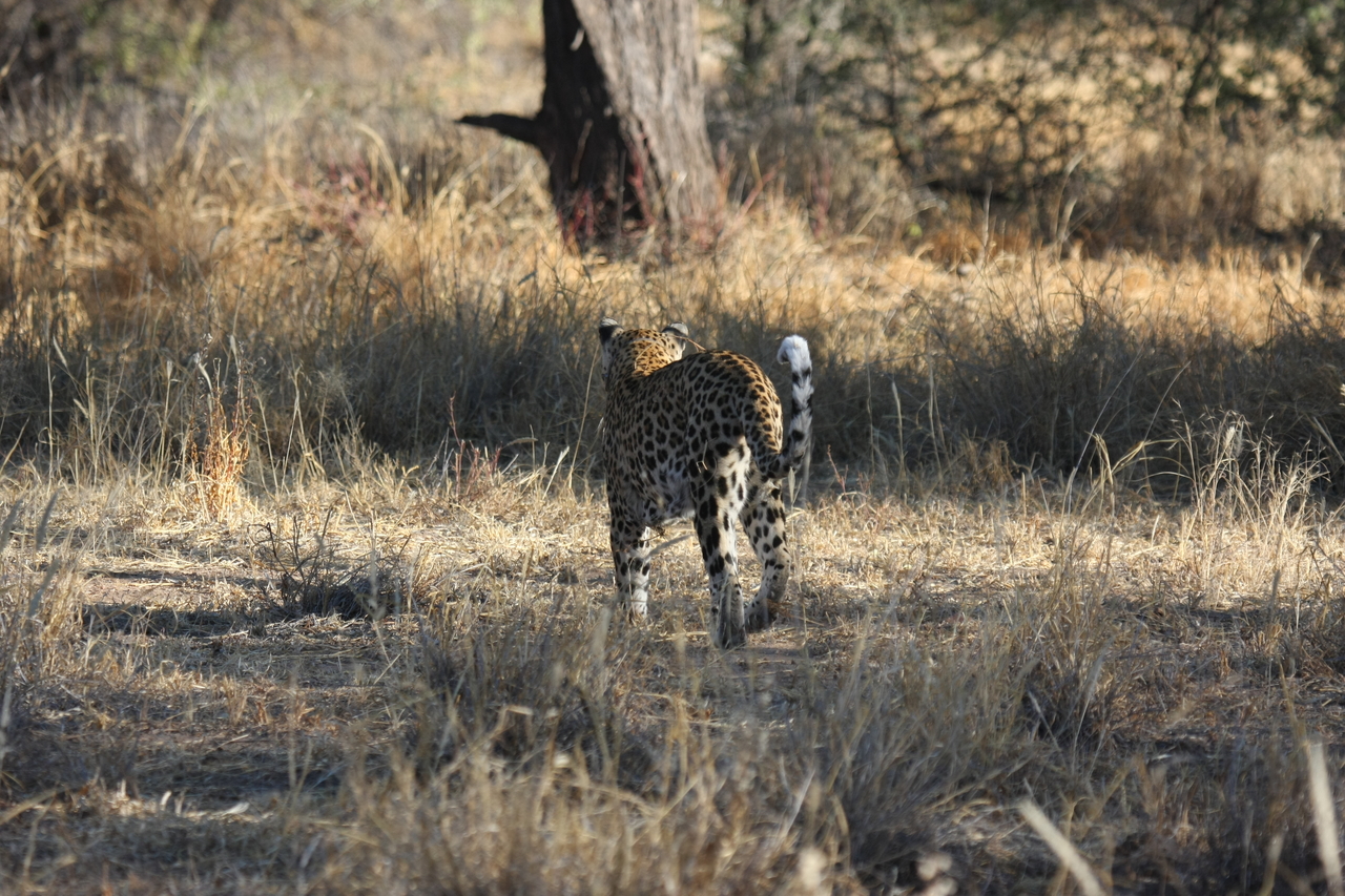 [2816] 2016_06_22_11_03_33_Africa_Canon_EOS_40D_IMG__00626.jpg