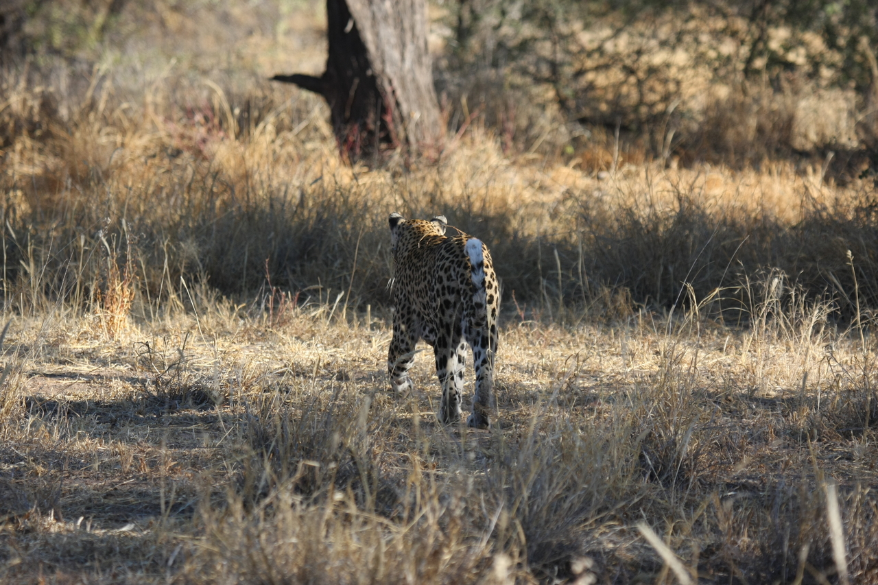 [2818] 2016_06_22_11_03_33_Africa_Canon_EOS_40D_IMG__08072.jpg