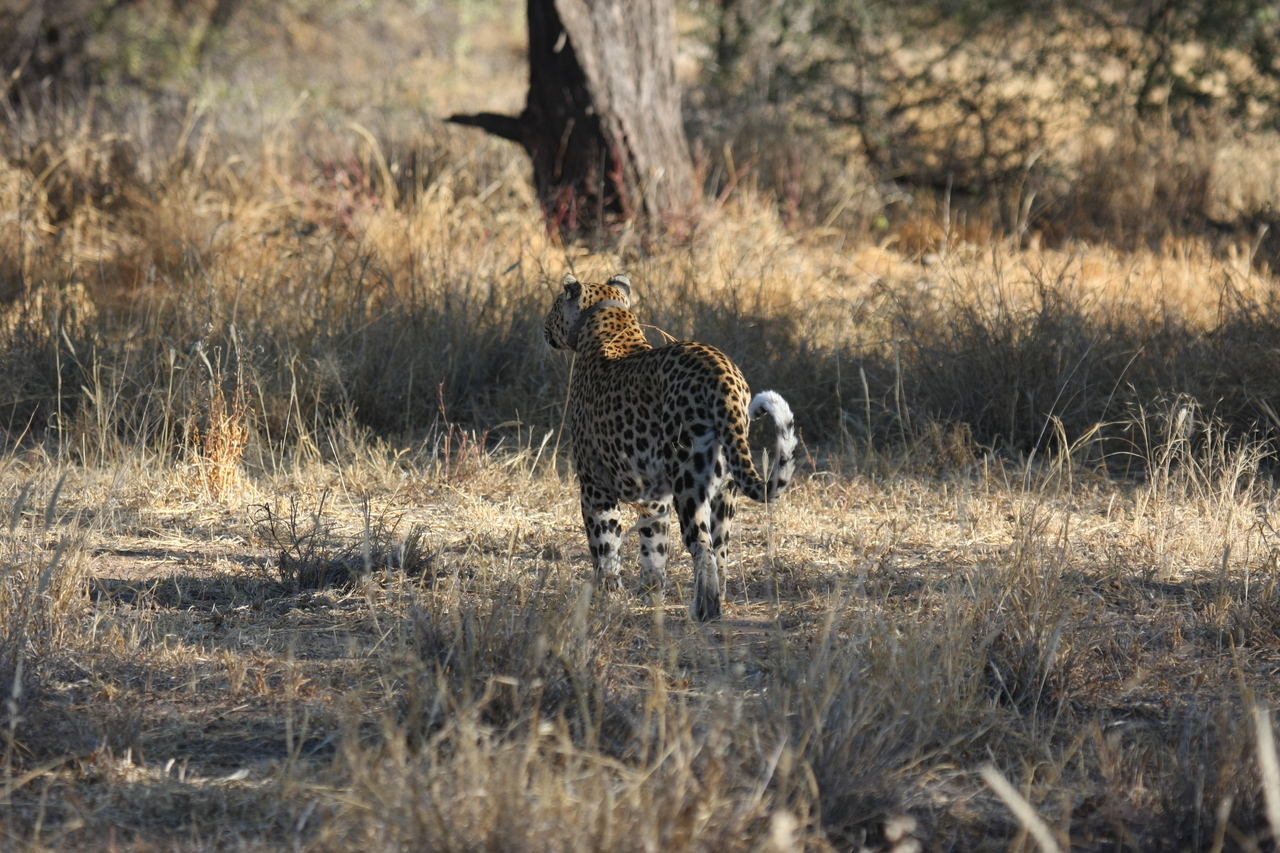 [2828] 2016_06_22_11_03_38_Africa_Canon_EOS_40D_IMG__00612.jpg