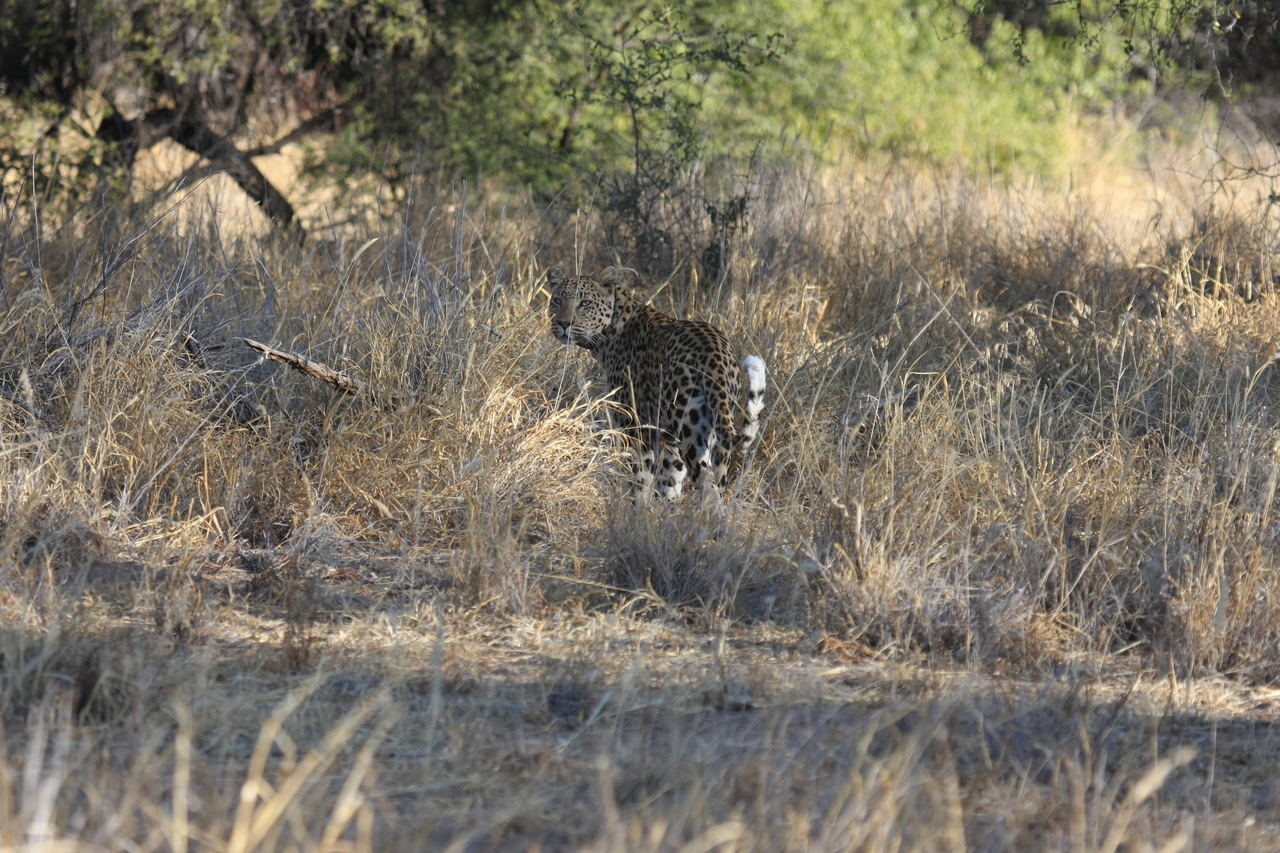 [2834] 2016_06_22_11_04_00_Africa_Canon_EOS_40D_IMG__00614.jpg