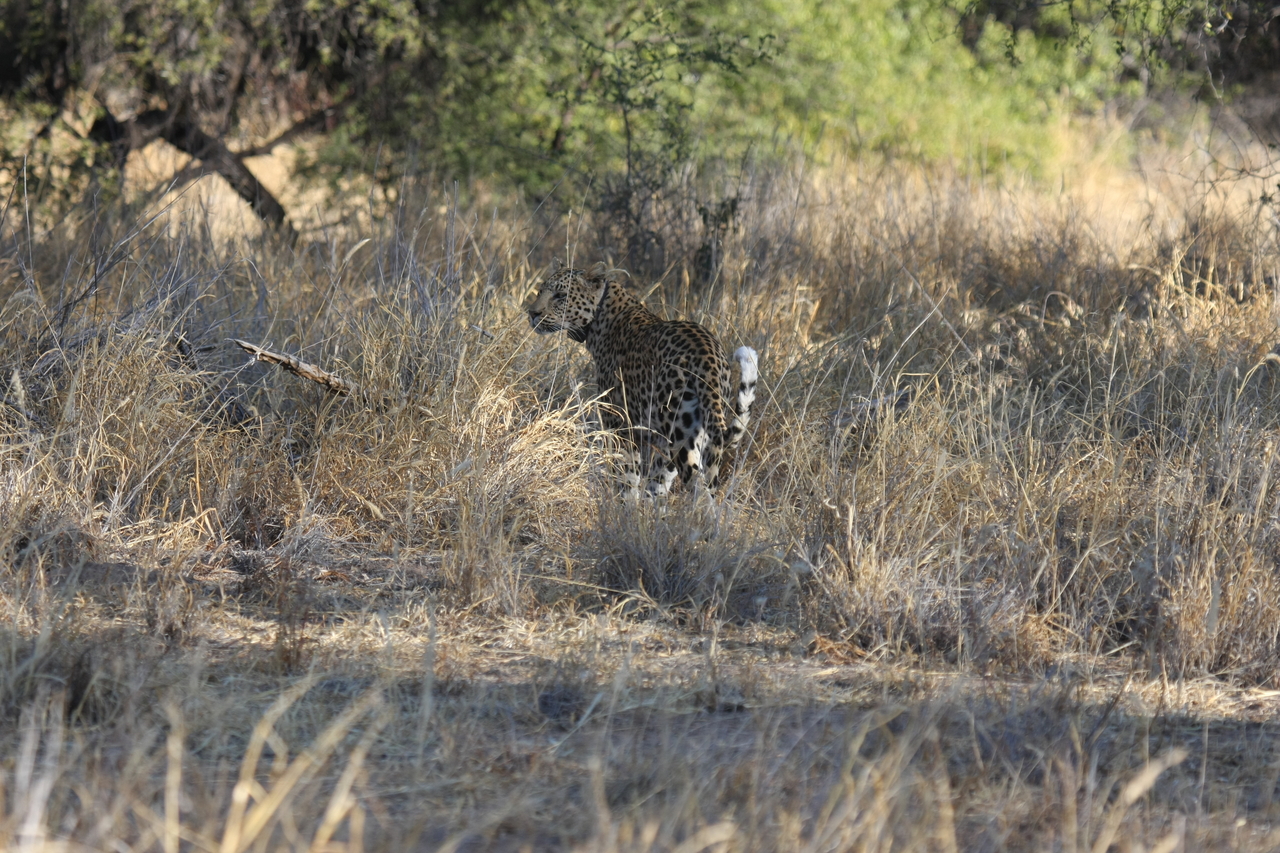 [2836] 2016_06_22_11_04_00_Africa_Canon_EOS_40D_IMG__00632.jpg