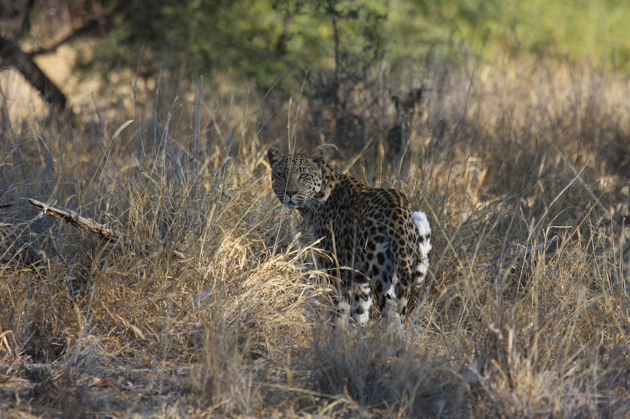 [2854] 2016_06_22_11_04_04_Africa_Canon_EOS_40D_IMG__00639.jpg