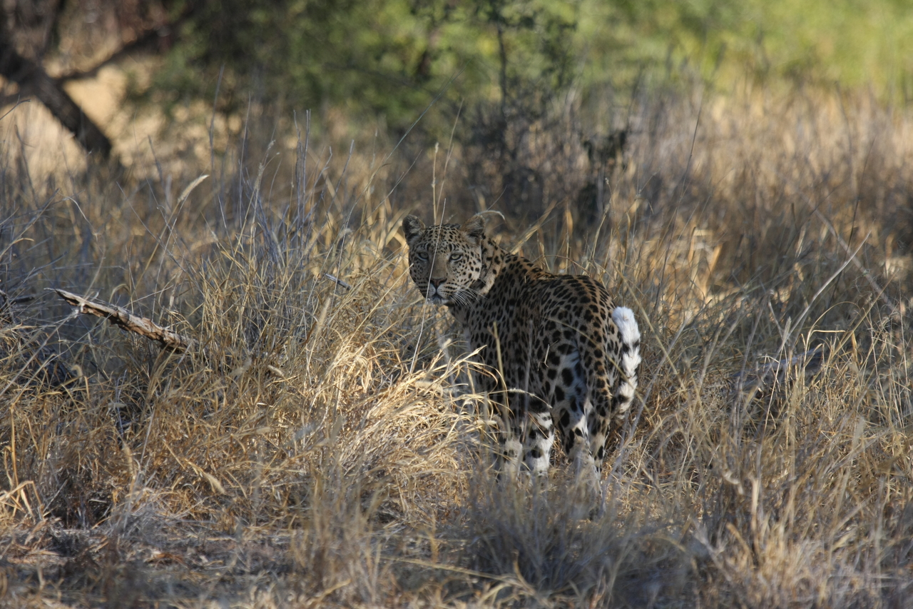 [2855] 2016_06_22_11_04_04_Africa_Canon_EOS_40D_IMG__08085.jpg