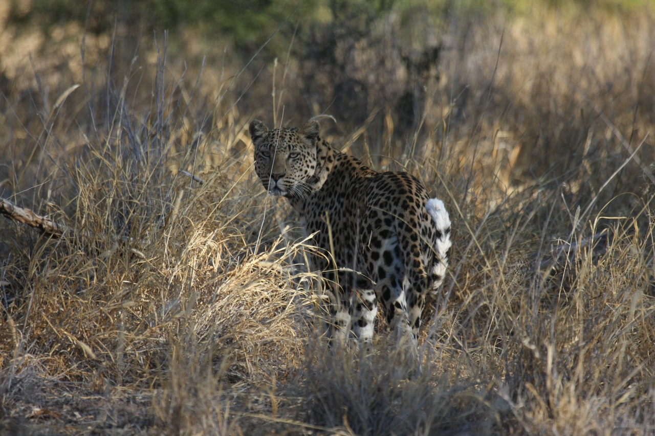 [2866] 2016_06_22_11_04_10_Africa_Canon_EOS_40D_IMG__08088.jpg
