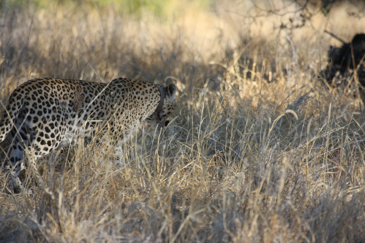 [2873] 2016_06_22_11_04_15_Africa_Canon_EOS_40D_IMG__00627.jpg