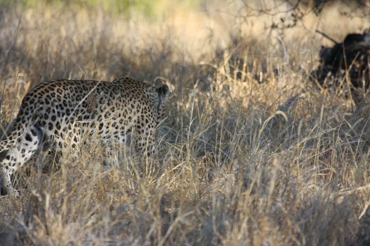 [2874] 2016_06_22_11_04_15_Africa_Canon_EOS_40D_IMG__00628.jpg