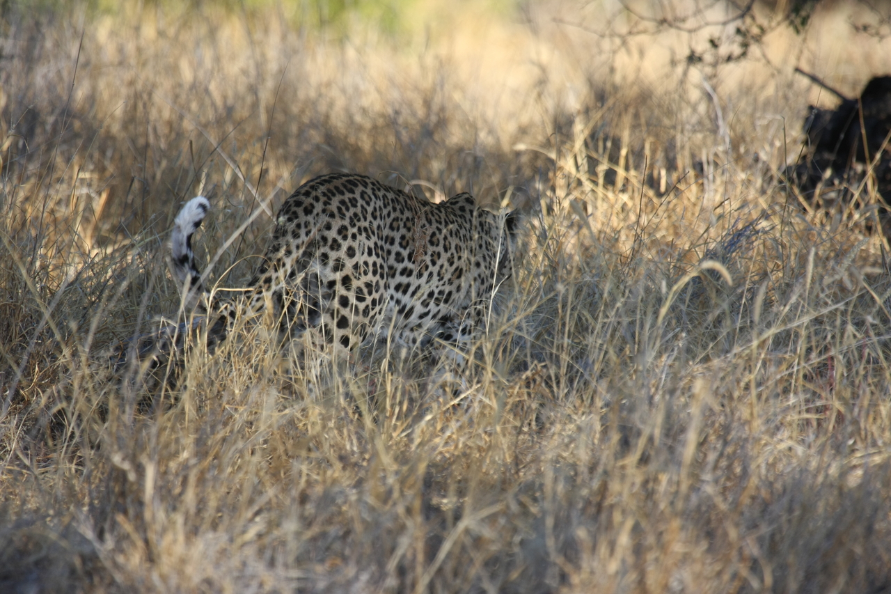 [2881] 2016_06_22_11_04_16_Africa_Canon_EOS_40D_IMG__00629.jpg