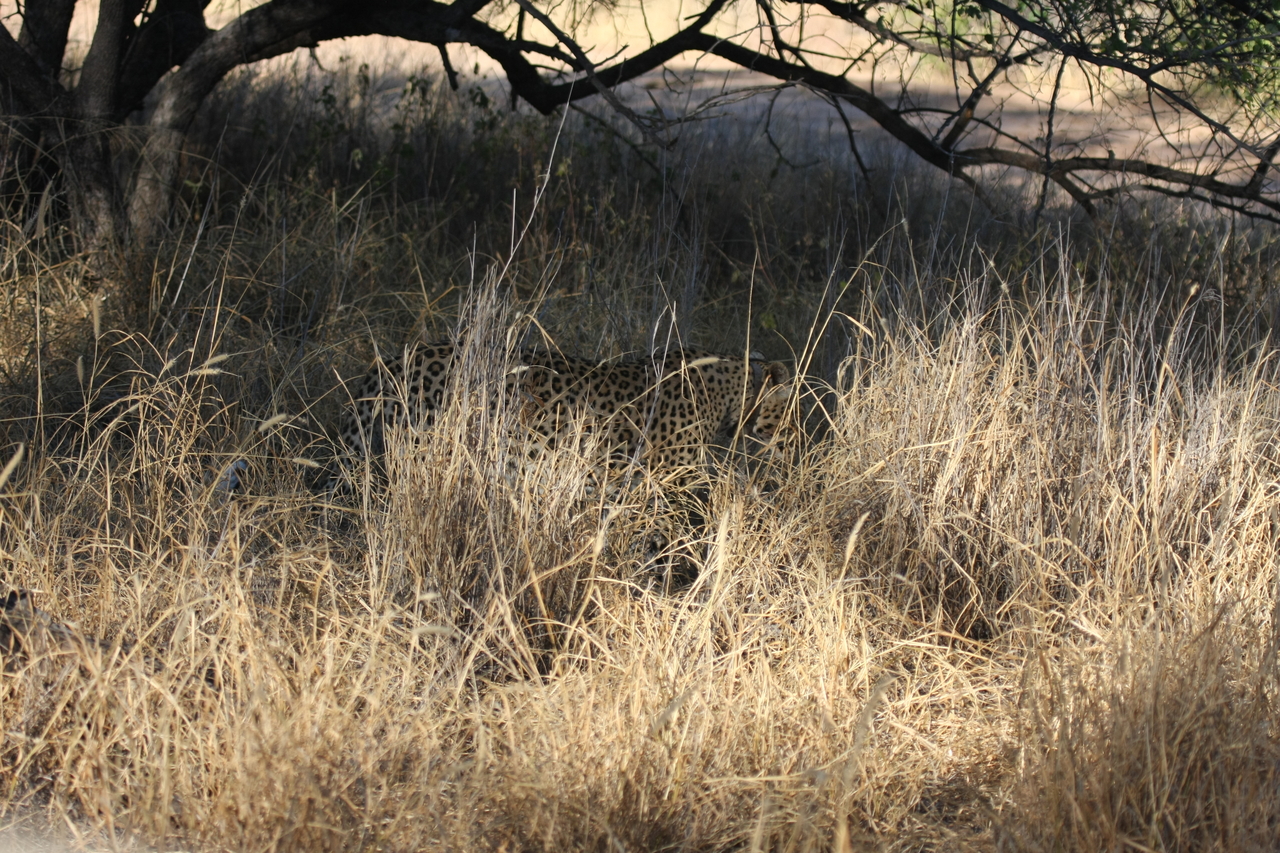 [2901] 2016_06_22_11_05_54_Africa_Canon_EOS_40D_IMG__08101.jpg