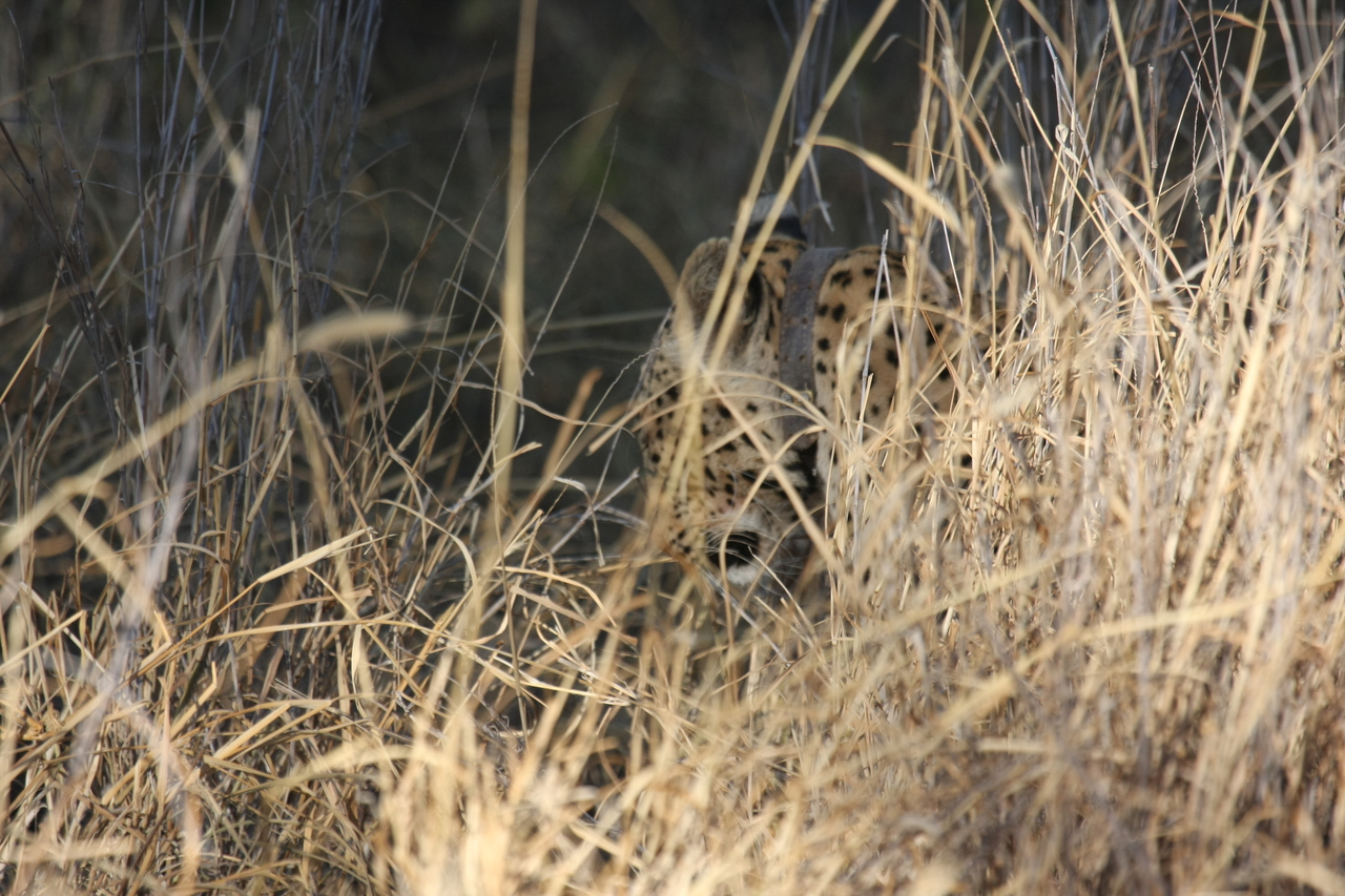 [2946] 2016_06_22_11_07_31_Africa_Canon_EOS_40D_IMG__00669.jpg