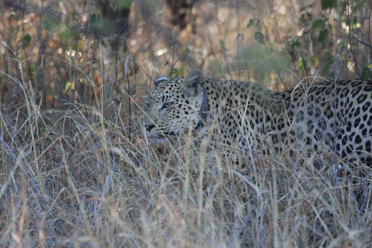 [2969] 2016_06_22_11_10_50_Africa_Canon_EOS_40D_IMG__00657.jpg